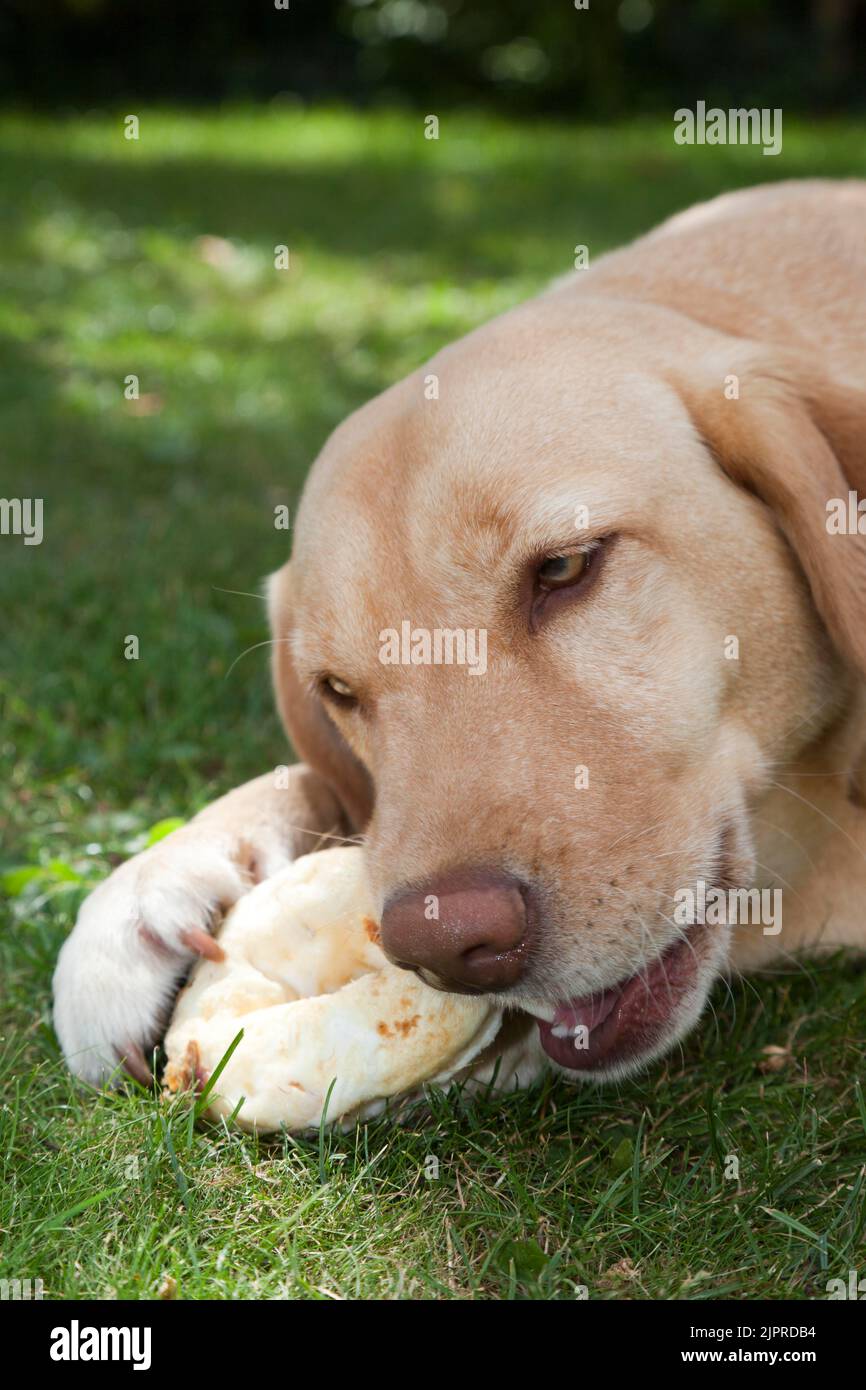 Labrador Retriever, Weibchen, Nahaufnahme, fressender Hundedonut im Schatten auf einer Wiese Stockfoto