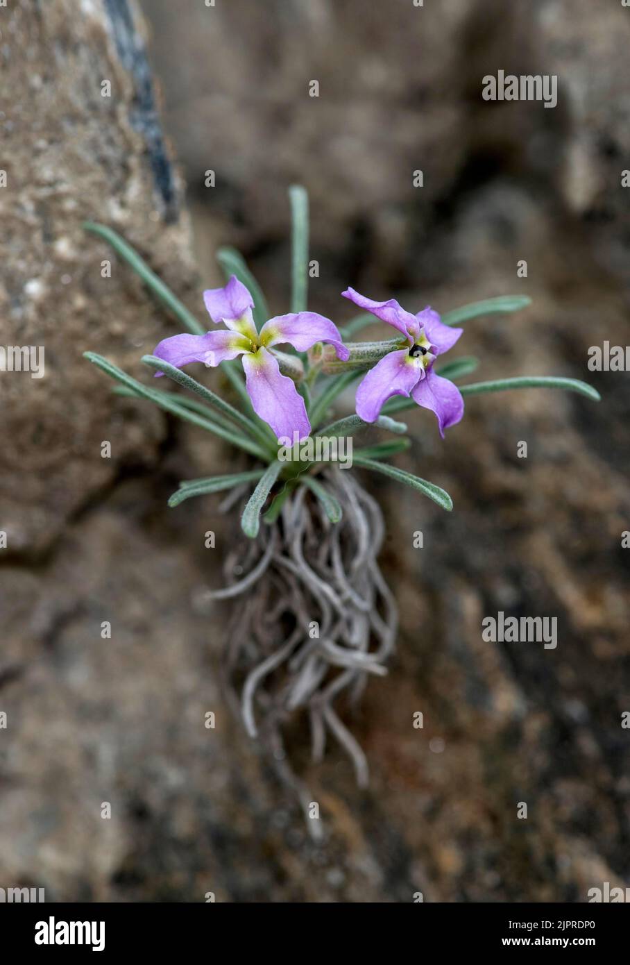 Wallis levkoje (Matthiola valesiaca), eine seltene Blume aus dem Wallis, Binntal, Wallis, Schweiz Stockfoto
