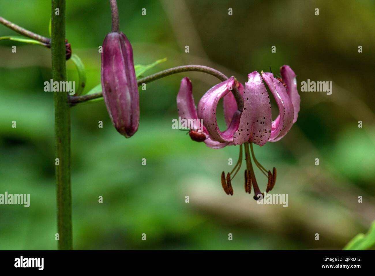 Rote Käfer, scharlachrote Lilienkäfer (Lilioceris lilii), die sich von einer Blüte der Seerose (Lilium martagon) ernähren, Bayern, Deutschland Stockfoto