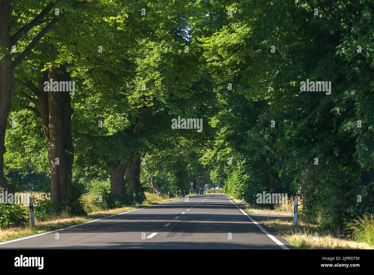 Lindenallee an der Bundesstraße B 104, Mecklenburg-Vorpommern, Deutschland Stockfoto