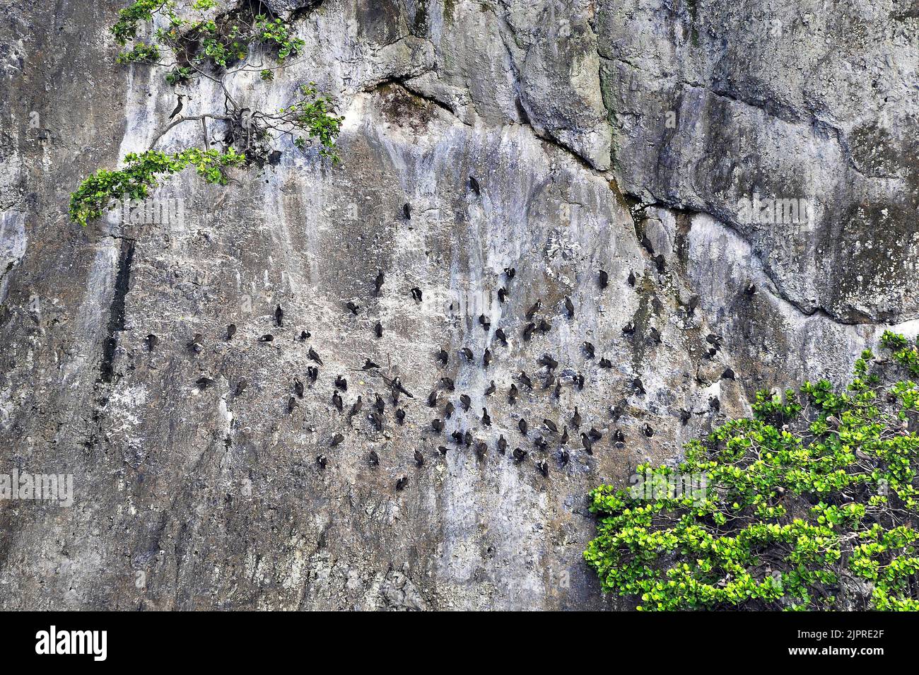 Sulid (Sulidae) in einer Klippe auf der Insel Manuelita in der Nähe der Insel Cocos, UNESCO-Weltkulturerbe, Costa Rica, Mittelamerika Stockfoto