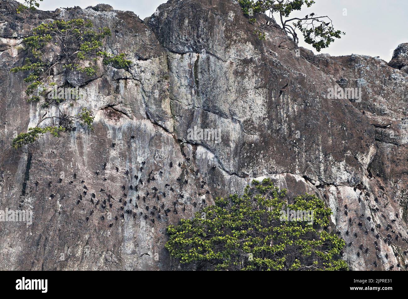 Sulid (Sulidae) in einer Klippe auf der Insel Manuelita in der Nähe der Insel Cocos, UNESCO-Weltkulturerbe, Costa Rica, Mittelamerika Stockfoto