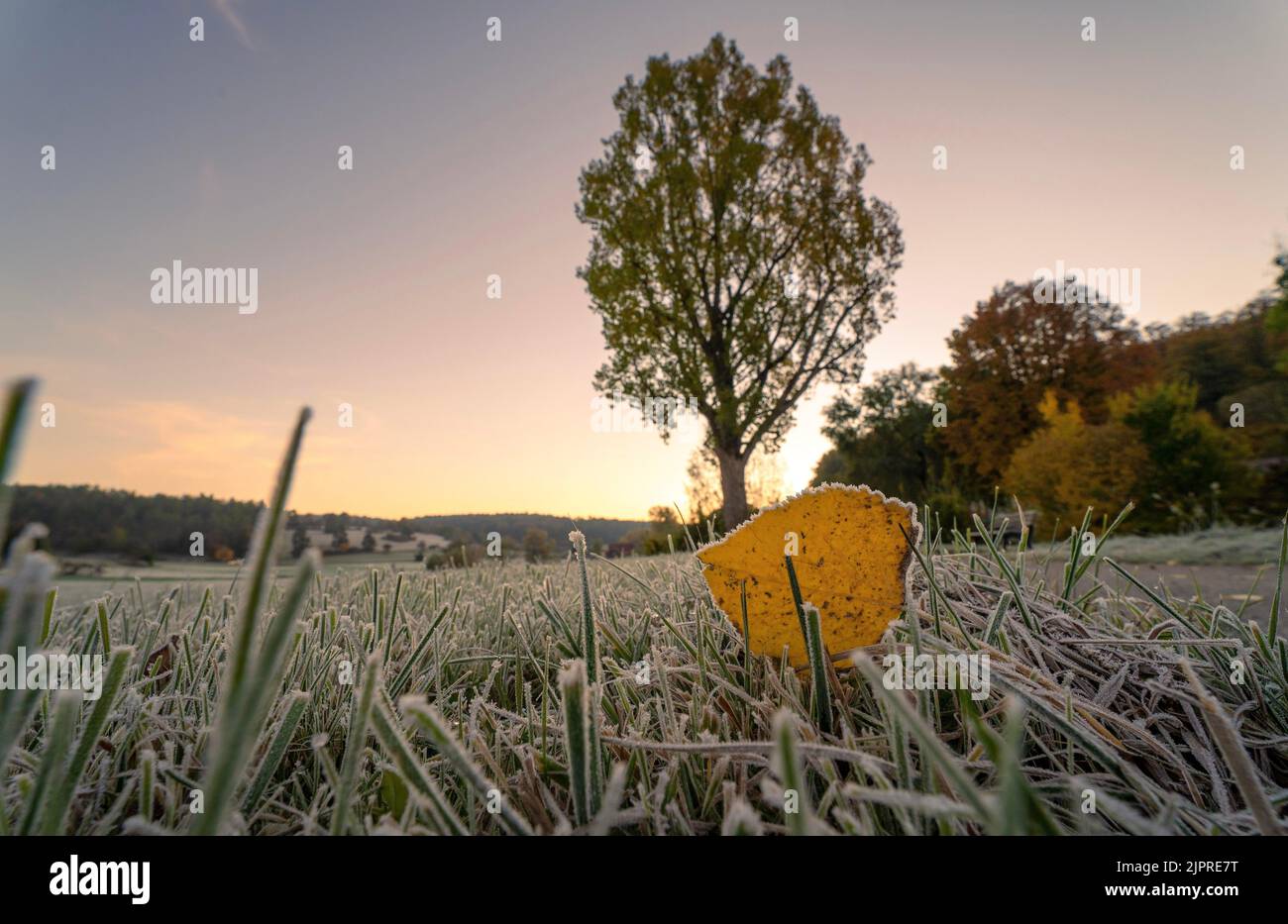 Blatt auf gefrorenem Gras in Herbststimmung bei Sonnenaufgang, Gechingen, Deutschland, Europa Stockfoto