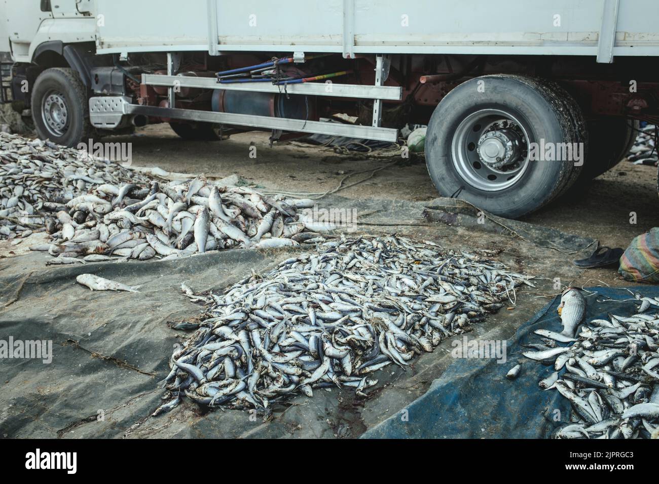 Sardinen, der wichtigste Rohstoff für die Fischmehlproduktion, Nouadhibou, Mauretanien Stockfoto