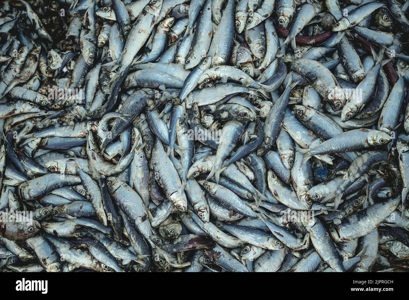 Sardinen, der wichtigste Rohstoff für die Fischmehlproduktion, Nouadhibou, Mauretanien Stockfoto