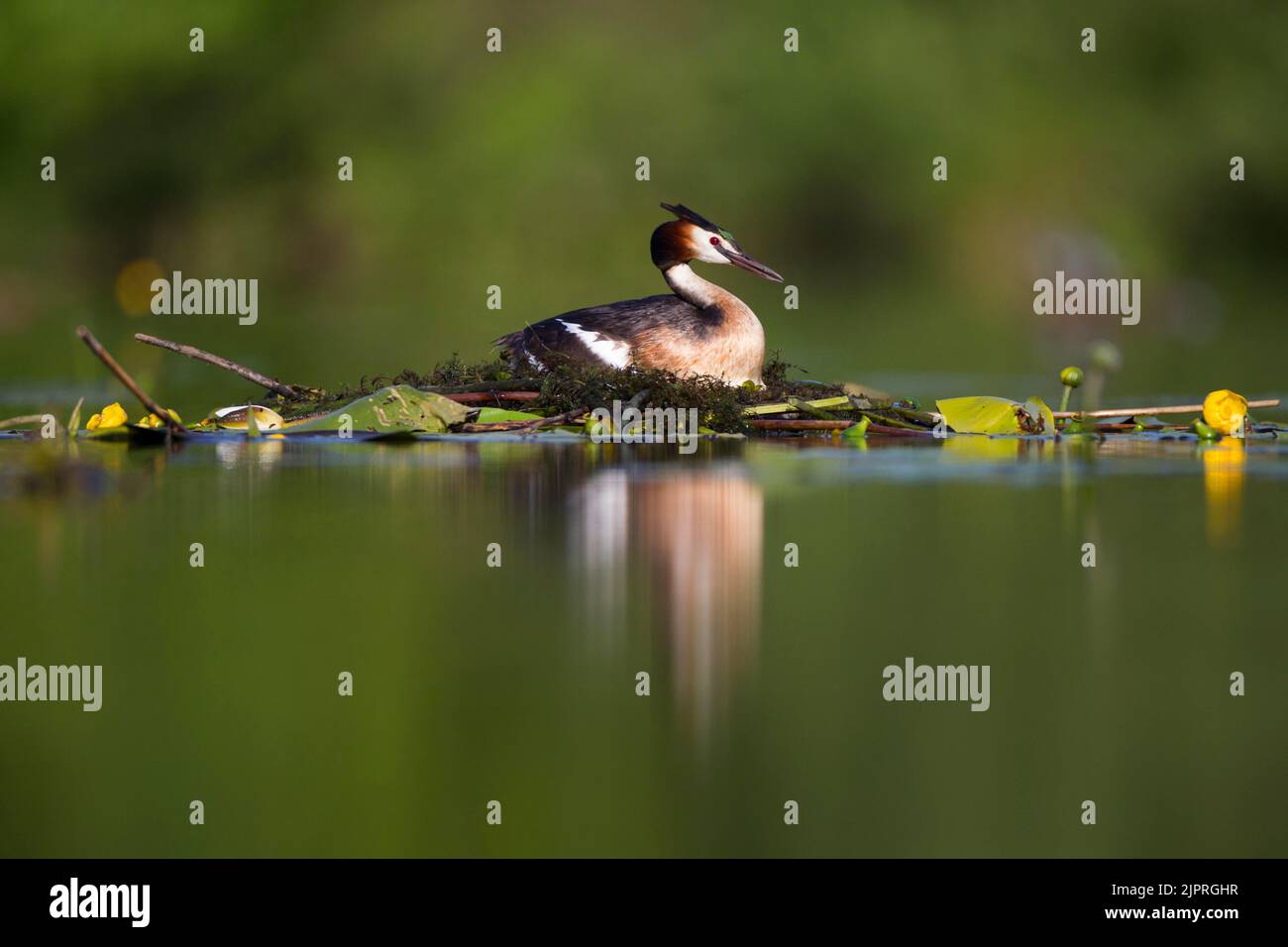 Großkrebsen (Podiceps cristatus) brüten auf einem schwimmenden Nest, Brandenburg, Deutschland Stockfoto