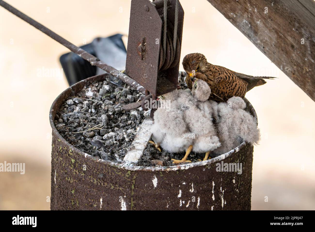 Gemeiner Turmfalke (Falco tinnunculus), alter Vogel, der junge Vögel füttert, die noch nicht fliegen können, am Nest, Vulkaneifel, Rheinland-Pfalz, Deutschland Stockfoto