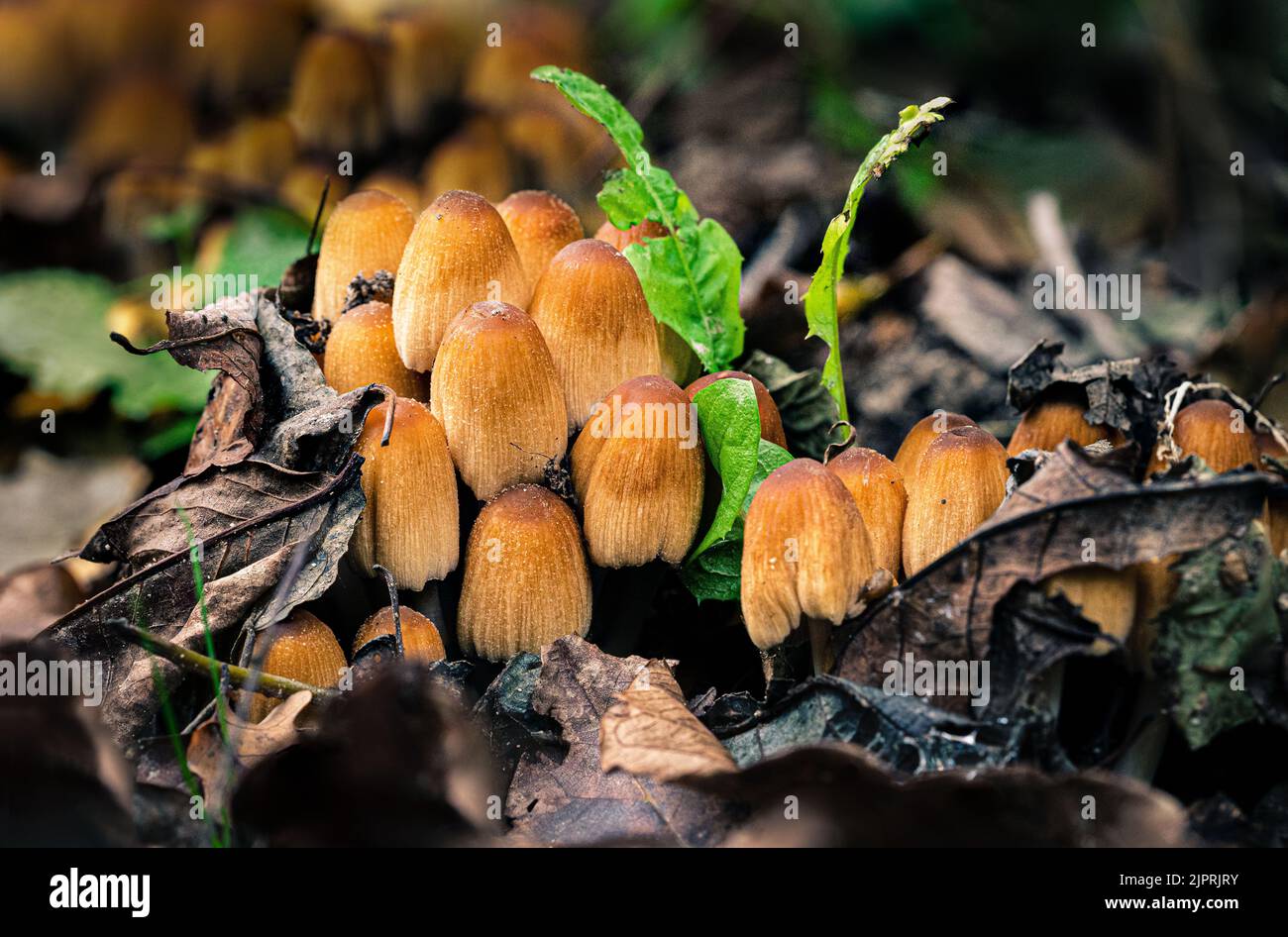 Kolonie glitzernder Inkcaps auf dem Boden im Herbst im Nationalpark Lobau in Wien, Österreich. Stockfoto