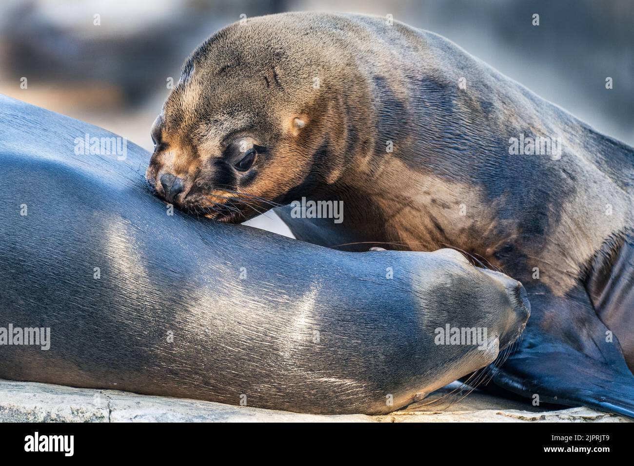 Zwei südamerikanische Seelöwen umarmen und schnüffeln sich in Yin-Yang-ähnlicher Position im Tiergarten Schönbrunn Zoo in Wien, Österreich. Stockfoto