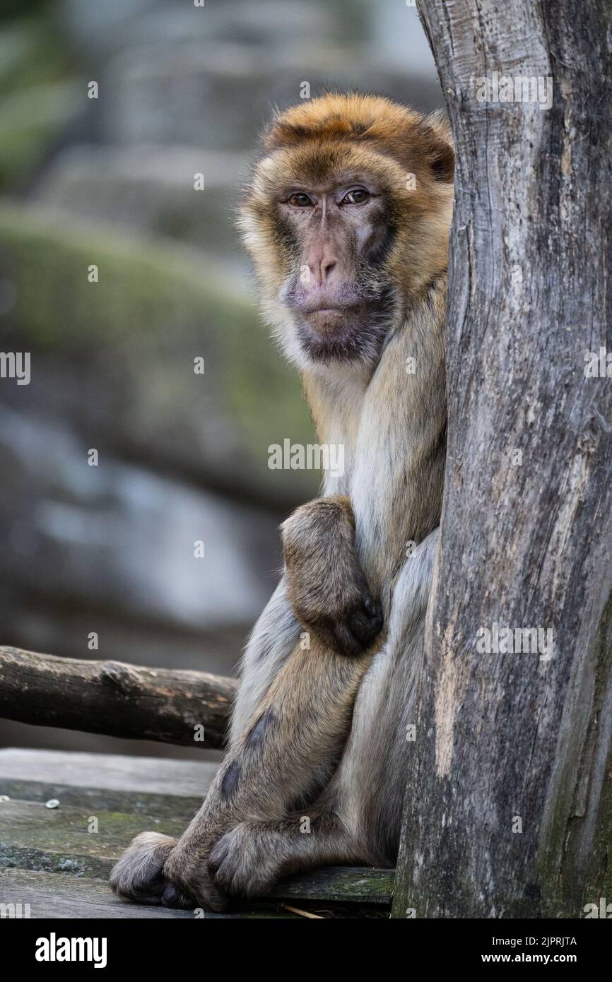 Porträt eines auf einem Baumstamm gelehnten, in die Kamera schauenden Makaken-Affen im Tiergarten Schönbrunn, Wien. Stockfoto