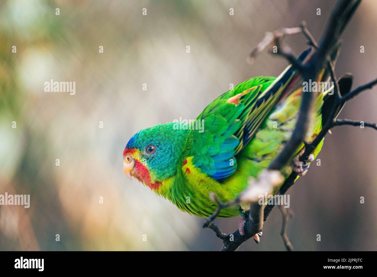 Farbenfroher Swift Papagei, der auf einem Ast sitzt und in die Kamera blickt, mit einem Käfig, der leicht im Bokeh im Tiergarten Schönbrunn in Wien zu sehen ist. Stockfoto