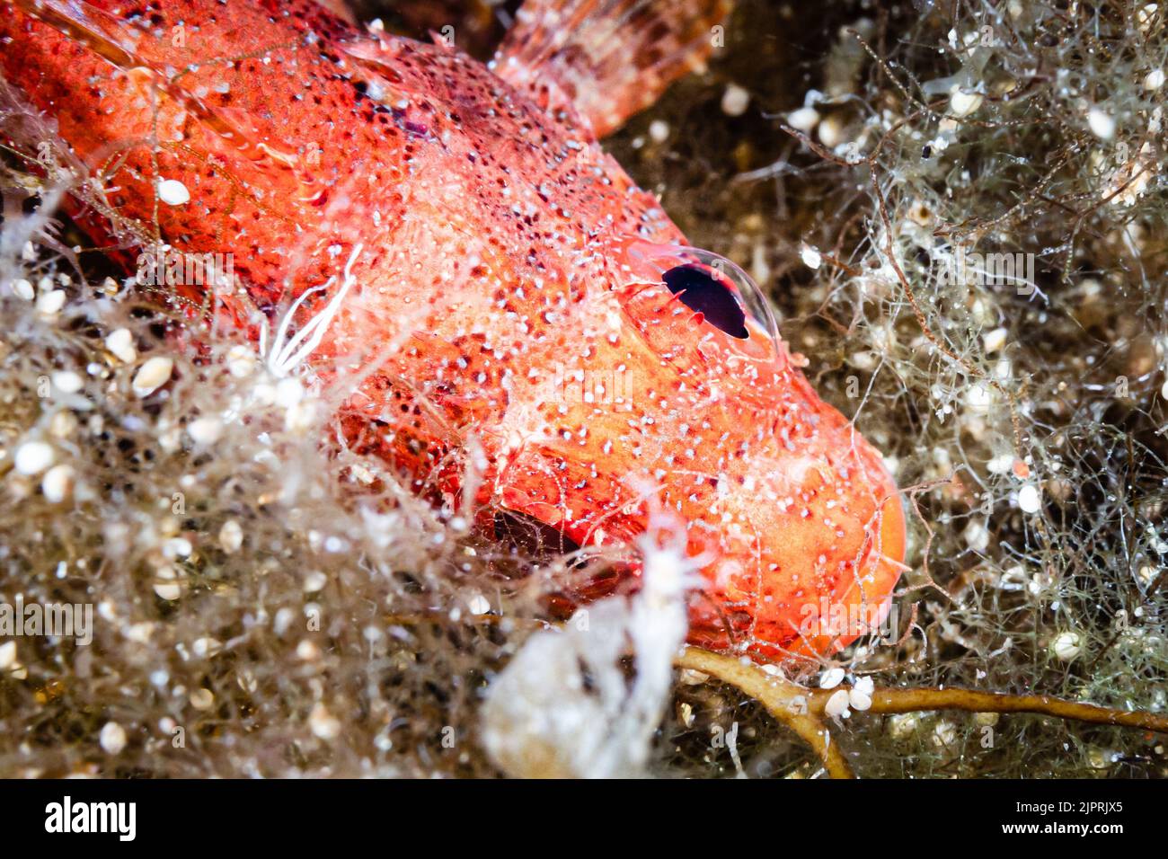 Kleiner roter Skorpionfisch, der seitlich auf überwucherten Felsen auf der Tauchbasis Mittelfinger in Gozo, Malta, ruht. Stockfoto