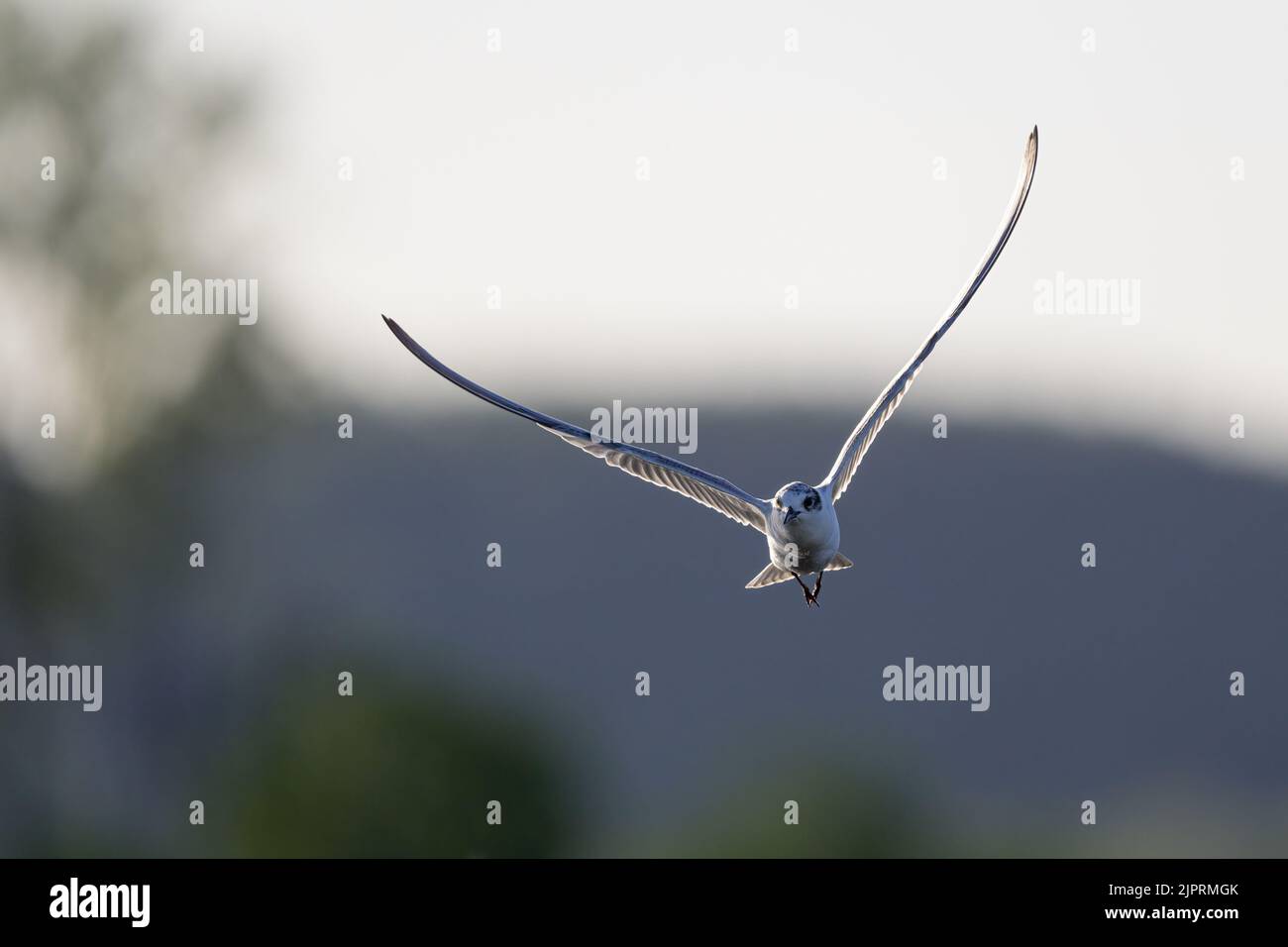 Eine nicht-brütende Whiskered Tern, die über die Sumpfgebiete von St. Lawrence im australischen Central Queensland auf der Suche nach Beute fliegt. Stockfoto