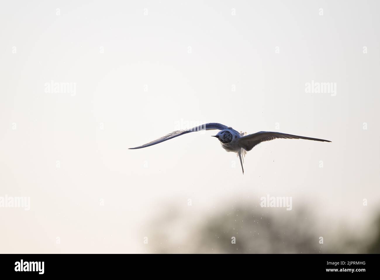 Eine nicht-brütende Whiskered Tern, die über die Sumpfgebiete von St. Lawrence im australischen Central Queensland auf der Suche nach Beute fliegt. Stockfoto