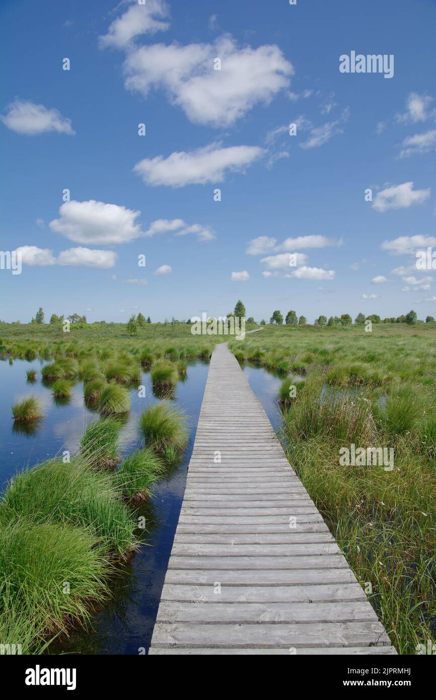 Fußweg in hohes Venn oder Hautes Fagnes Moor, der Eifel, Belgien und Deutschland Stockfoto