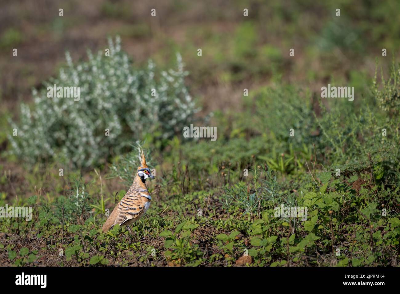 Ein Porträt einer Spinifex-Taube (Geophaps plumifera) auf dem Boden, der zwischen Salzbusch und halbariden Bodendecken in Winton, QLD, Australien, auf Nahrungssuche geht. Stockfoto