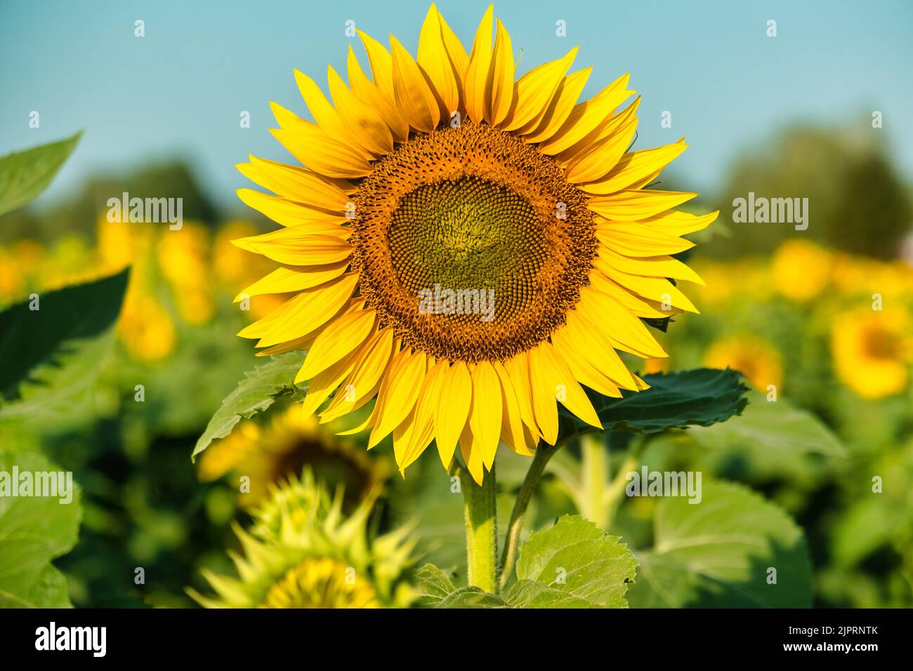 Sonnenblume natürliche Hintergrund. Sonnenblumen blühen. In der Nähe von Sunflower Stockfoto