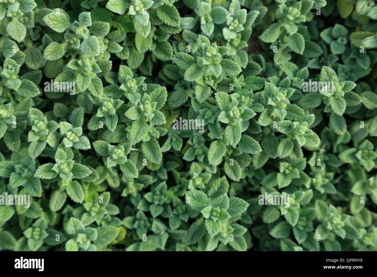 Draufsicht auf grüne Blätter des griechischen kretischen Oreganos im Garten Stockfoto