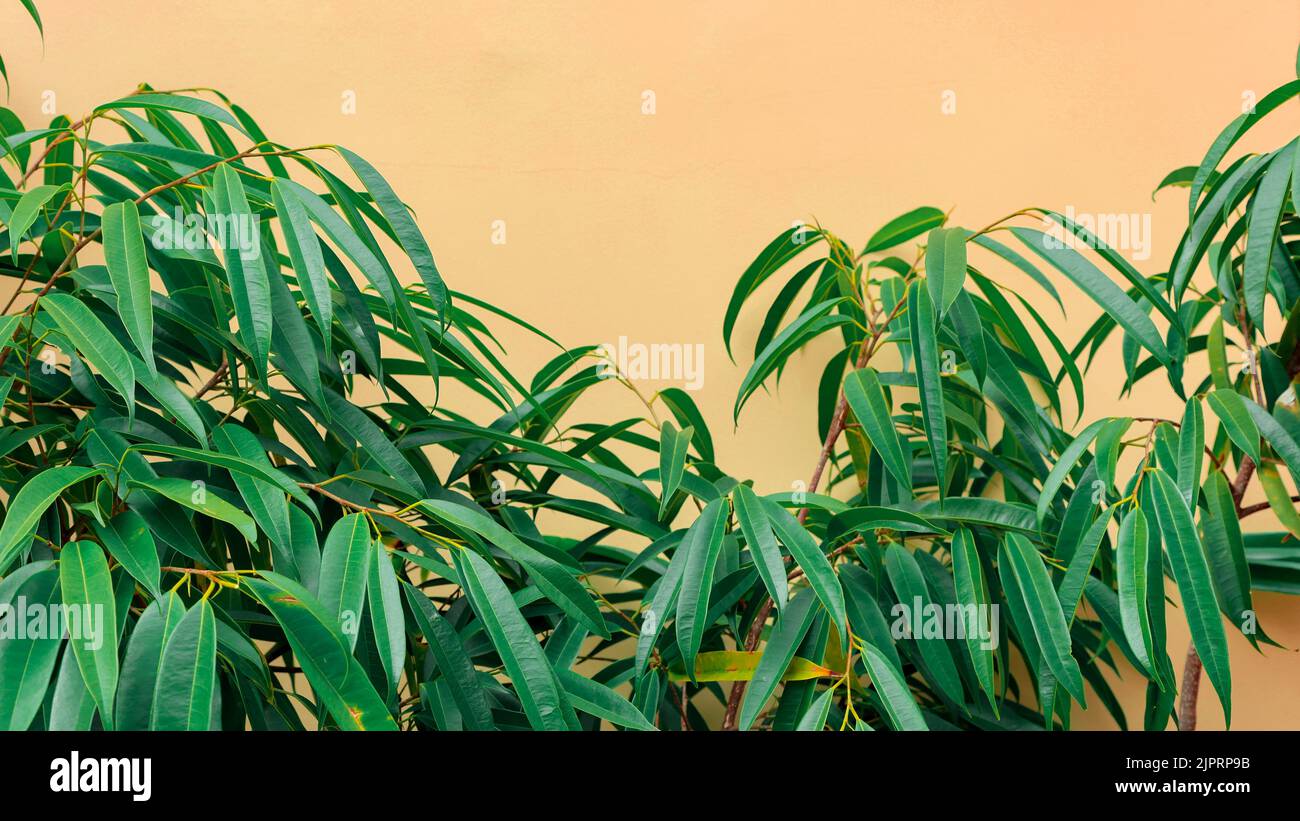Ficus Alii, binnendijkii, grüne Blätter aus der Nähe auf gelbbraunem Stuckhintergrund. Mediterrane, natürliche, minimalistische Landschaft. Bannermit Tropi Stockfoto