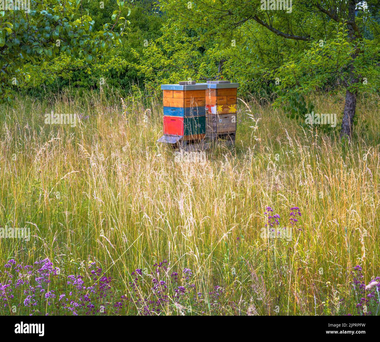 Imkerei mit Holzbienenarten auf einer Wiese Stockfoto