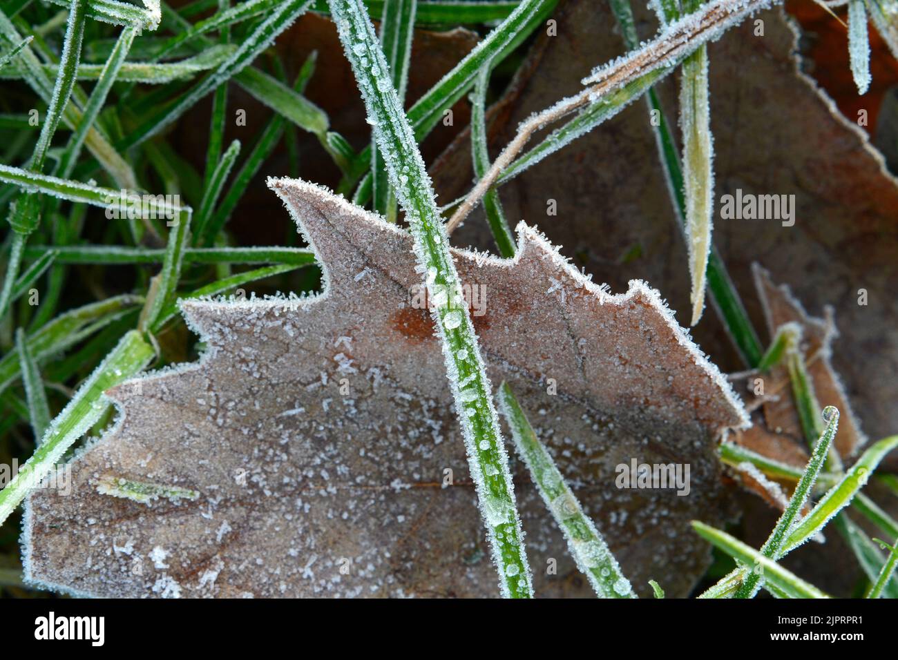 Nahaufnahme des Frosts auf dem Herbstblatt und dem Gras Stockfoto