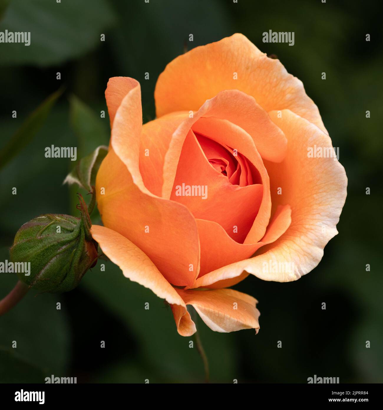 Kletterrose „Schoolgirl“ Stockfoto