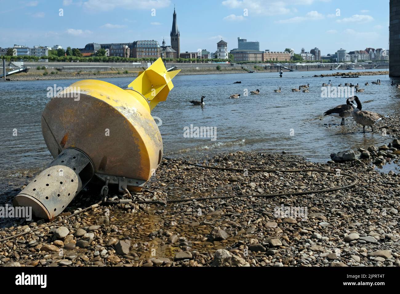 Klimawandel - der Rhein schwindet und das Gras wird während einer schweren Dürre in Düsseldorf braun Stockfoto