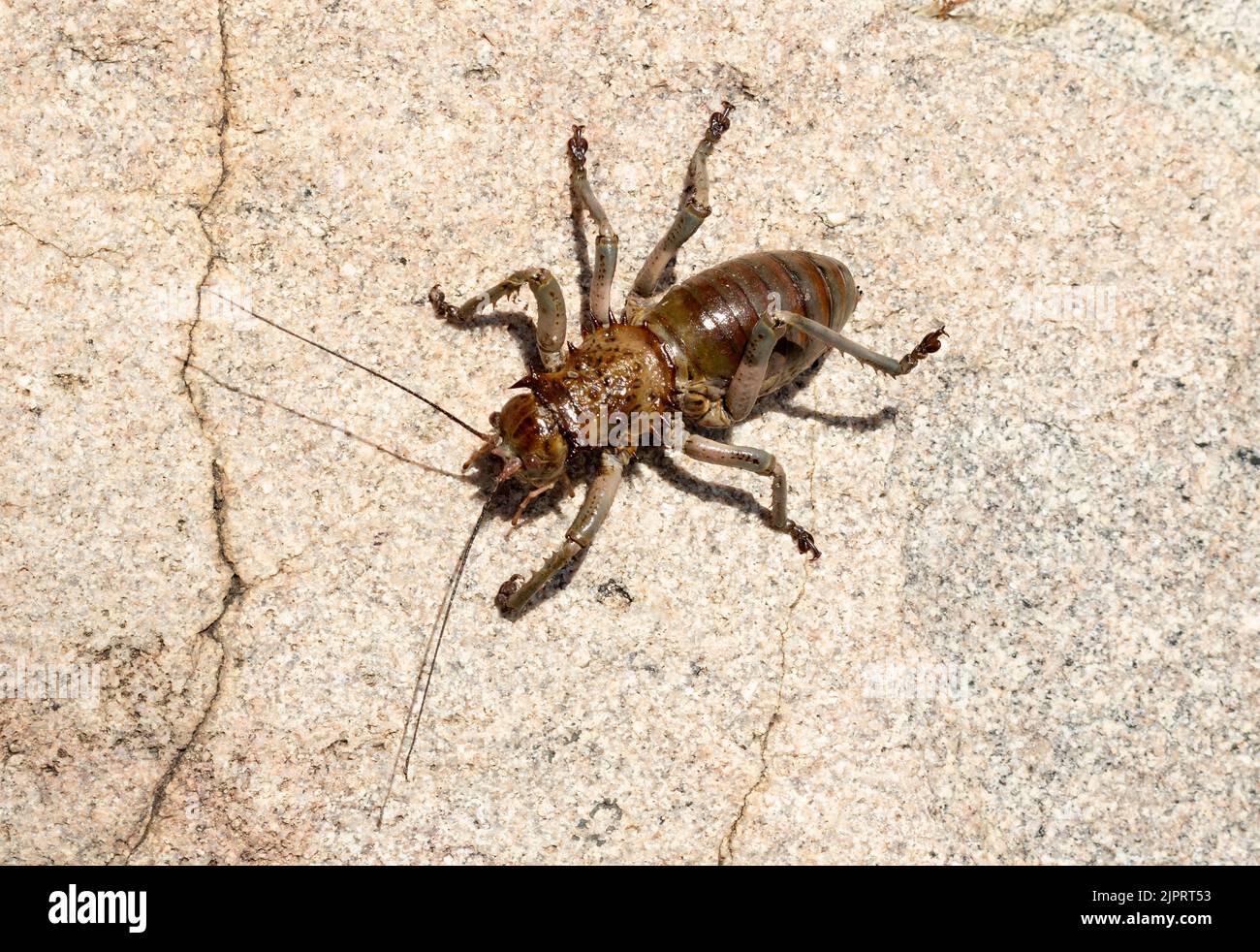 Groß und einschüchternd, das Panzerfeld-Cricket zu betrachten, ist in erster Linie pflanzenfressend, obwohl sie kannibalistisch sein werden. Stockfoto