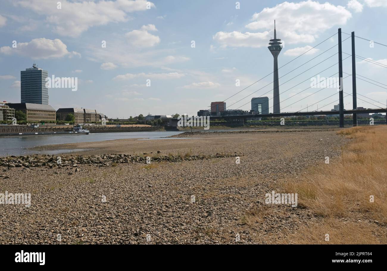Klimawandel - der Rhein schwindet und das Gras wird während einer schweren Dürre in Düsseldorf braun Stockfoto