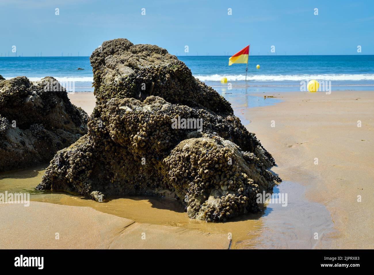 Rocher incrusté de coquillages et drapeau jaune sur la Plage de Batz-sur-Mer (Ouest-Frankreich) Stockfoto