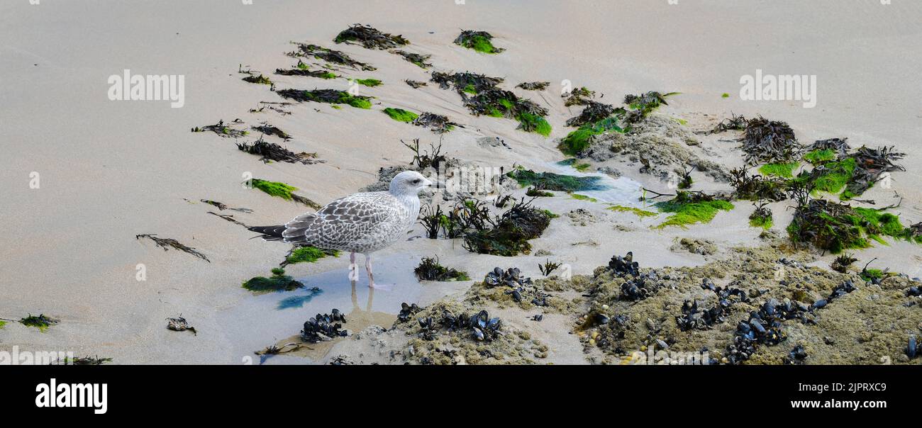 Goéland sur la Plage de Batz-sur-Mer (Ouest-Frankreich) Stockfoto