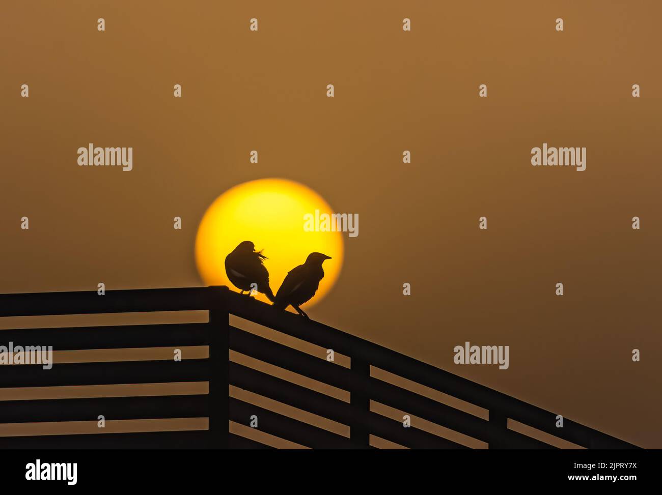Ein Paar Stare vor der Sonne Stockfoto