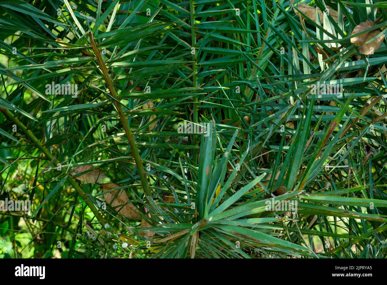 Grüne stachelige Palmblätter. Stockfoto