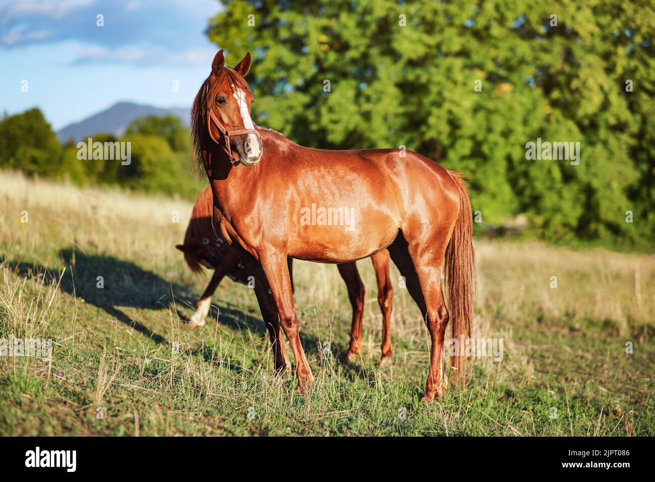 Braunes oder kastanienbraunes arabisches Pferd auf Graswiese, ein weiteres Tier dahinter, verschwommene Bäume am sonnigen Tageshintergrund Stockfoto