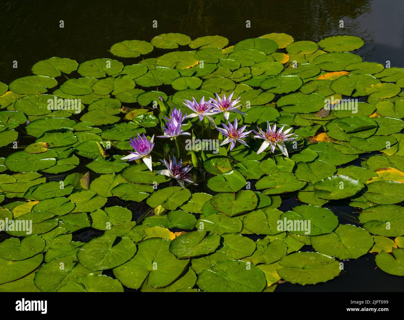 Lila Lotusblume und Blätter von riesigen Seerose. Stockfoto