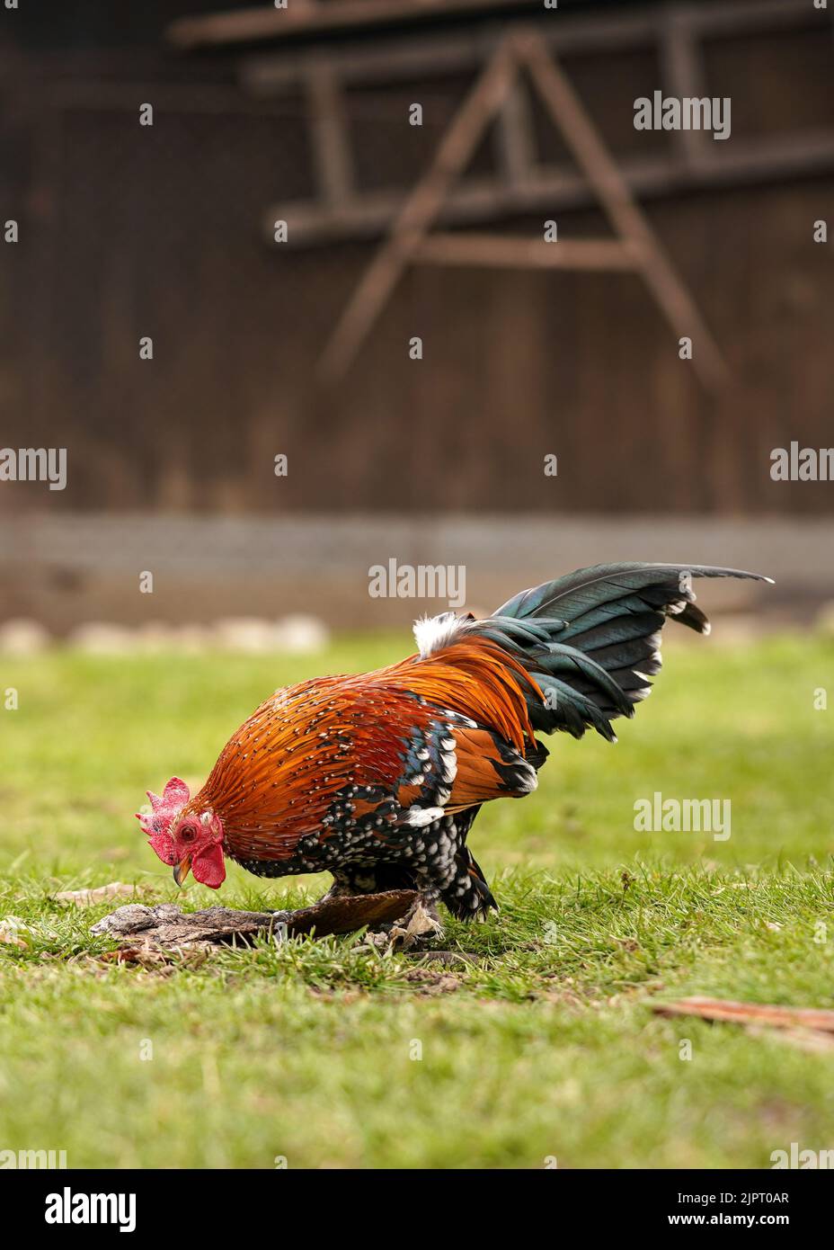 Kleiner bantam-Hähnchenhund mit leuchtend rotem Kamm und grünem Schwanz, auf grünem Grasgarten, Blick von der Seite Stockfoto