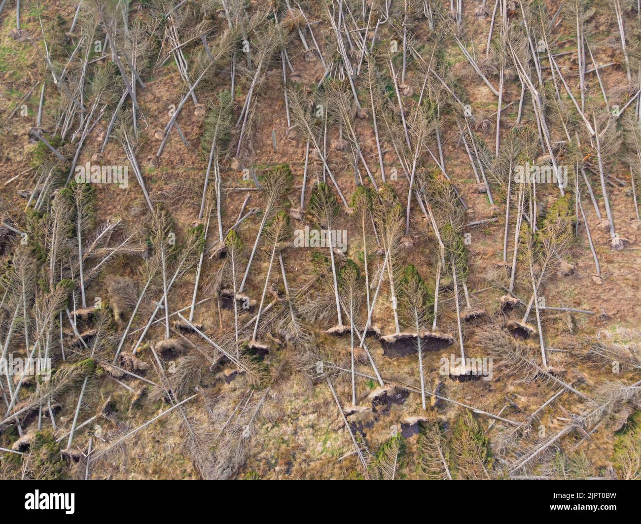 Eine Luftaufnahme von umgestürzten Bäumen nach einem starken Sturm Stockfoto