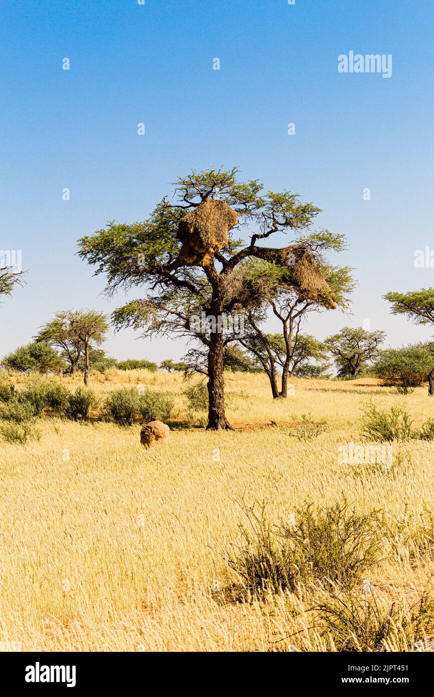 Der gesellige Webervogelnest ( Philetairus socius ) wurde in einem Akazienbaum an der Straße C21 in der Nähe des Fish River Canyon in Namibia, im südlichen Afrika, gebaut Stockfoto