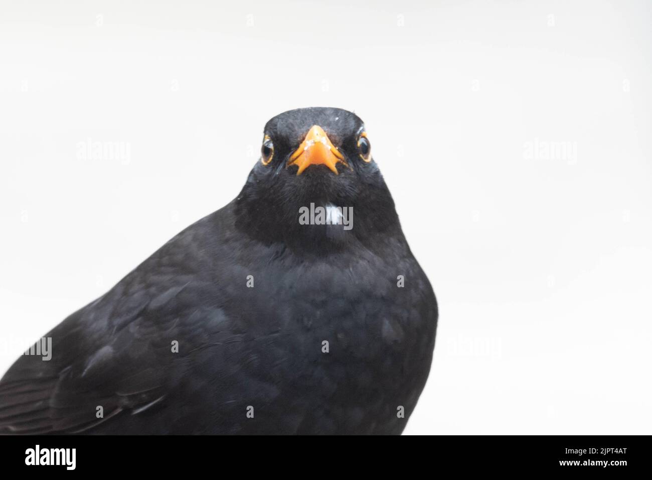 Eine männliche Amsel thronte. Aufgenommen in Monmouthshire, Wales, Großbritannien. Stockfoto