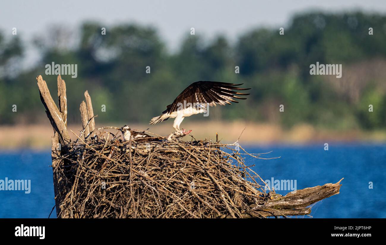 Ein Fischadler, der mit einem Jungen über das Nest fliegt, vor dem Hintergrund eines Meeres und Bäumen Stockfoto