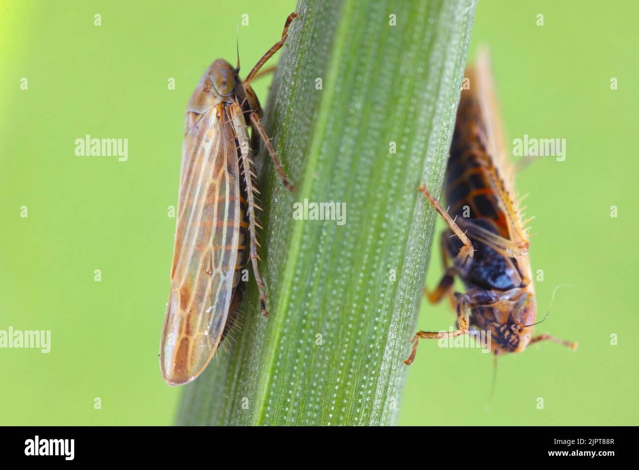 Blatttrichter (Cicadellidae) der Gattung Mocydiopsis auf einer Getreidepflanze. Stockfoto