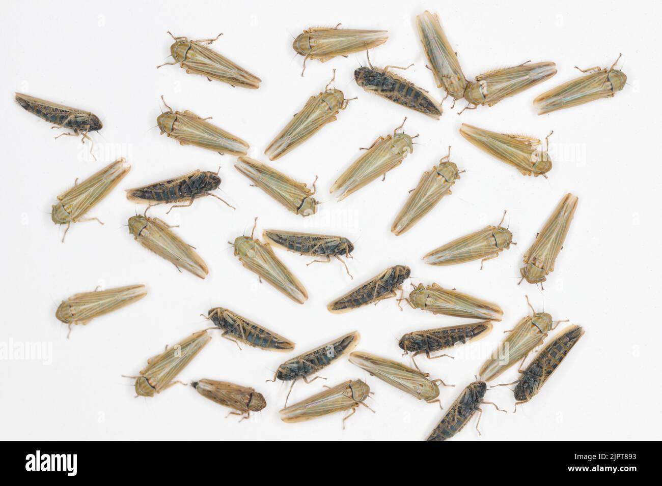Blatttrichter (Cicadellidae) der Gattung Mocydiopsis. Stockfoto