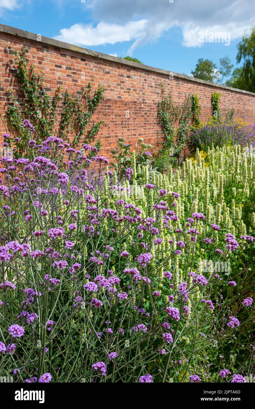 Verbena bonariensis und weiße Agastache Rugosa in einem ummauerten Garten im Sommer. Stockfoto