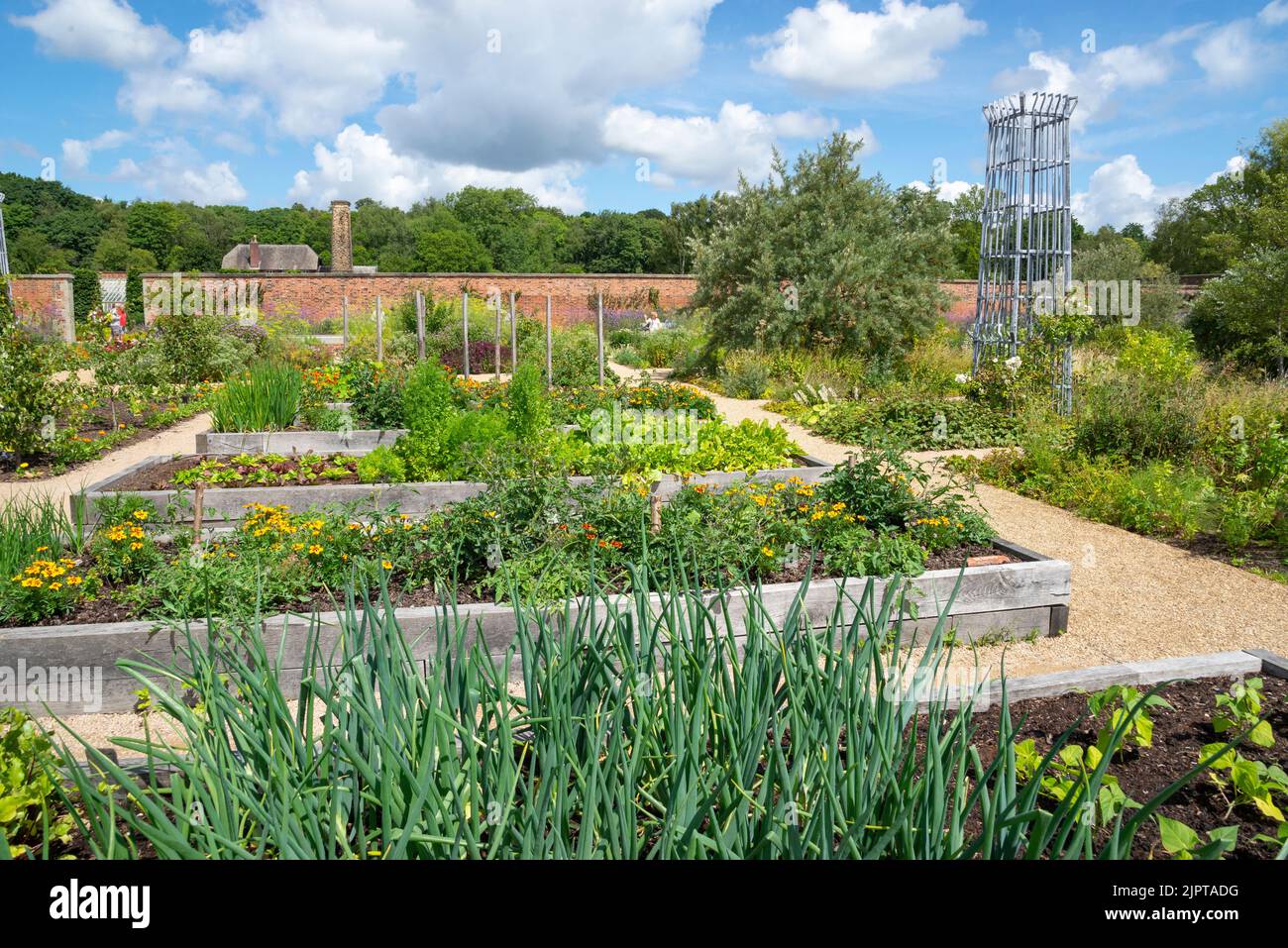 Hochbeete mit Gemüse, die in ihnen im von Weston umgebenen Garten bei RHS Bridgewater, Greater Manchester, England, wachsen. Stockfoto