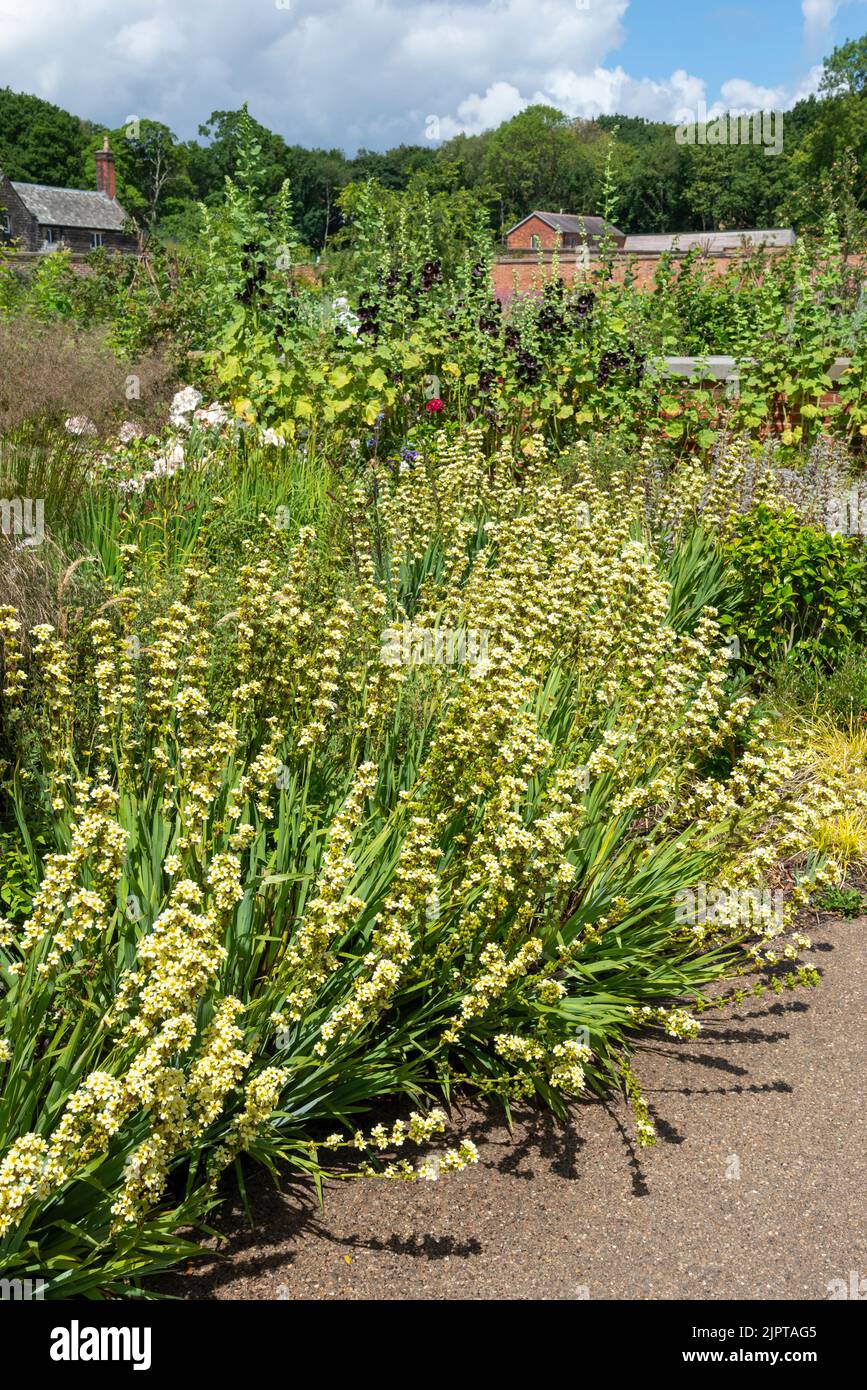 Sisyrinchium striatum, eine mehrjährige Pflanze, die im neuen Garten von RHS Bridgewater im Großraum Manchester, England, blüht. Stockfoto