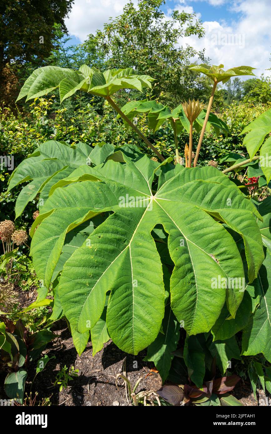 Tetrapanax Papyrifer 'Rex', chinesische Reispapierpflanze 'Rex'. Ein Baum, der für sein riesiges, ornamentales Laub angebaut wird. Stockfoto