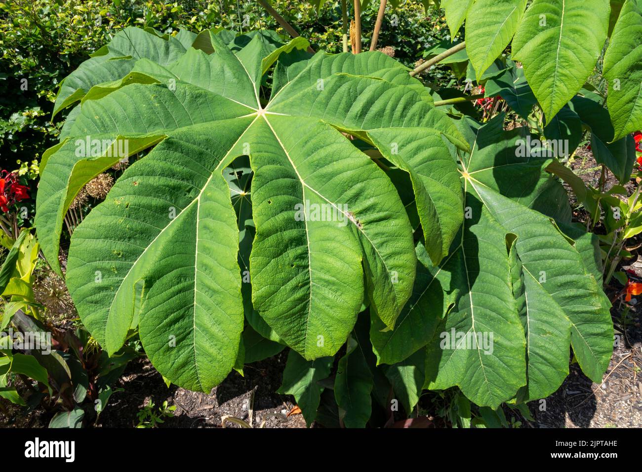 Tetrapanax Papyrifer 'Rex', chinesische Reispapierpflanze 'Rex'. Ein Baum, der für sein riesiges, ornamentales Laub angebaut wird. Stockfoto