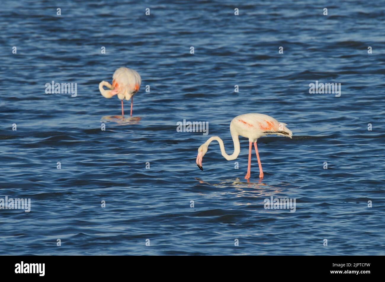 Rosa Flamingos bei Sonnenuntergang in Hyeres, Frankreich Stockfoto