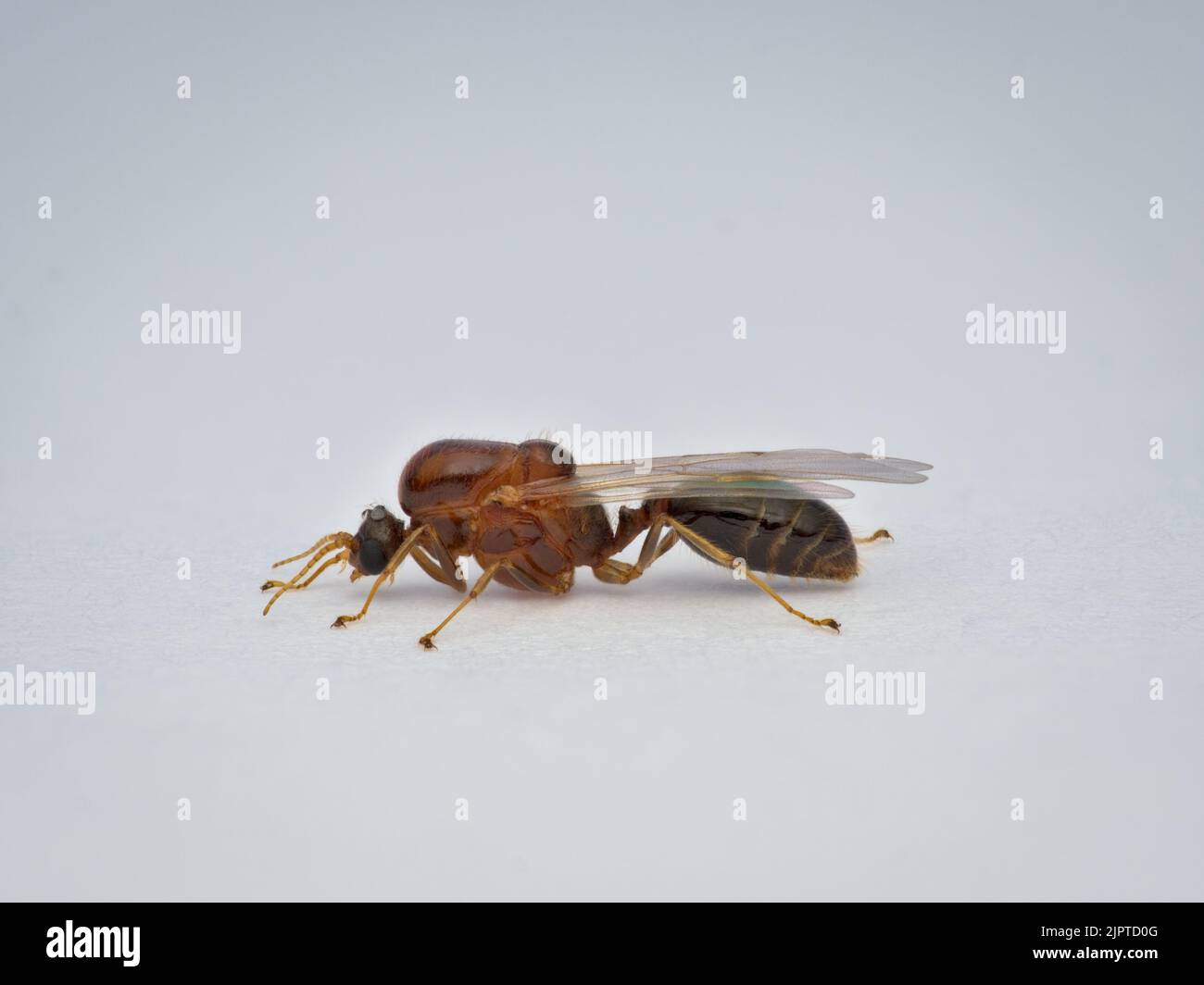 Kleine geflügelte Ameise aus der Seitenansicht Stockfoto