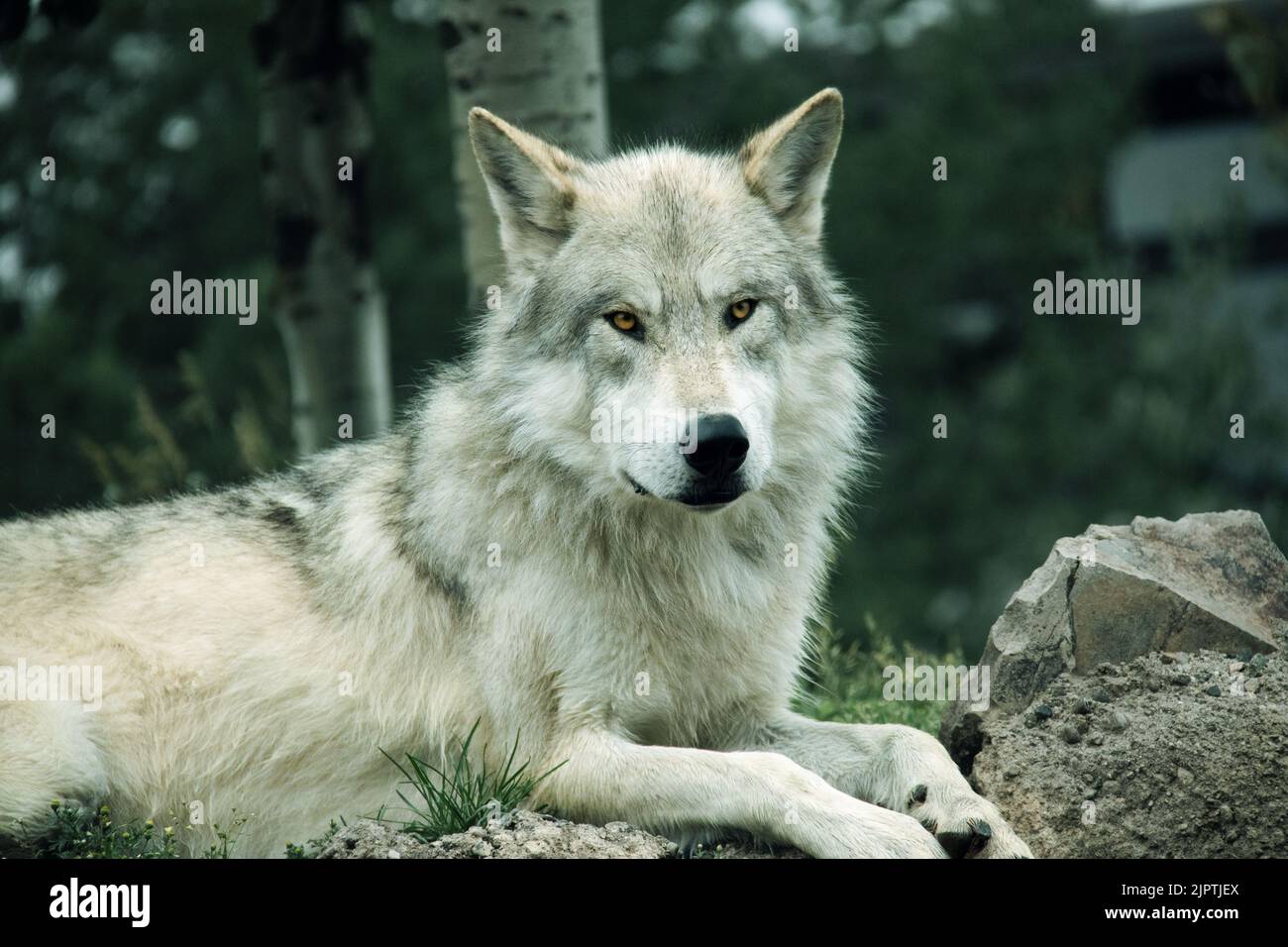 Ein weißer Wolf sitzt auf den Felsen Stockfoto